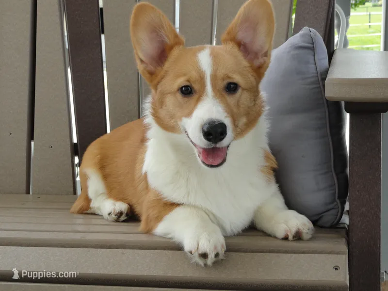 Iris (AKC) – Pembroke Welsh Corgi puppy for sale in Nappanee, IN