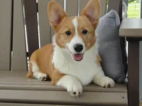 Iris (AKC), a female Pembroke Welsh Corgi for sale in Nappanee, IN – 1 of 8