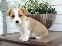 Kona (AKC), a female Pembroke Welsh Corgi for sale in Nappanee, IN – 5 of 7