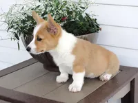 Kilo (AKC), a male Pembroke Welsh Corgi for sale in Nappanee, IN – 4 of 8
