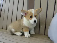 Jasmin, a female Pembroke Welsh Corgi for sale in Nappanee, IN – 5 of 6