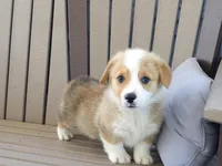 Jasper, a male Pembroke Welsh Corgi for sale in Nappanee, IN – 3 of 7