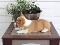 Kikki (AKC), a female Pembroke Welsh Corgi for sale in Nappanee, IN – 4 of 8