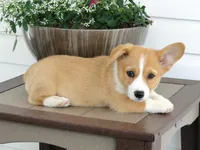 Kobe (AKC), a male Pembroke Welsh Corgi for sale in Nappanee, IN – 4 of 8