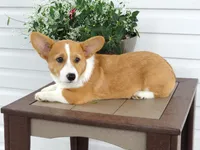 Kobe (AKC), a male Pembroke Welsh Corgi for sale in Nappanee, IN – 7 of 9