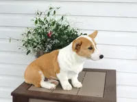 King (AKC), a male Pembroke Welsh Corgi for sale in Nappanee, IN – 5 of 8