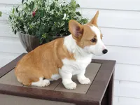 Kona (AKC), a female Pembroke Welsh Corgi for sale in Nappanee, IN – 3 of 8