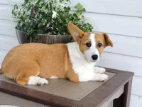 Kikki (AKC), a female Pembroke Welsh Corgi for sale in Nappanee, IN – 2 of 8