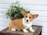 Kobe (AKC), a male Pembroke Welsh Corgi for sale in Nappanee, IN – 2 of 9