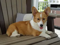 Iris (AKC), a female Pembroke Welsh Corgi for sale in Nappanee, IN – 3 of 8