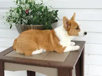 Kilo (AKC), a male Pembroke Welsh Corgi for sale in Nappanee, IN – 7 of 8