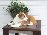 Kikki (AKC), a female Pembroke Welsh Corgi for sale in Nappanee, IN – 6 of 8