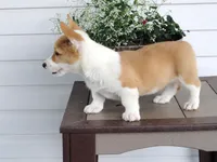 King (AKC), a male Pembroke Welsh Corgi for sale in Nappanee, IN – 3 of 8
