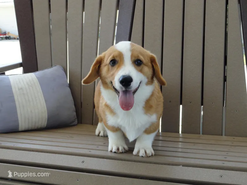 Jasper – Pembroke Welsh Corgi puppy for sale in Nappanee, IN