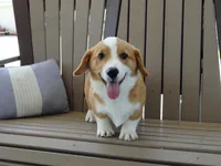 Jasper, a male Pembroke Welsh Corgi for sale in Nappanee, IN – 8 of 9