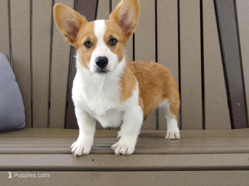 Juni – Pembroke Welsh Corgi puppy for sale in Nappanee, IN