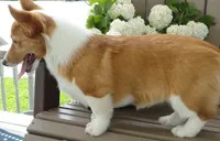 Iris (AKC), a female Pembroke Welsh Corgi for sale in Nappanee, IN – 6 of 8