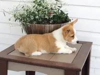 Kilo (AKC), a male Pembroke Welsh Corgi for sale in Nappanee, IN – 7 of 8