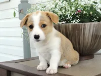Kona (AKC), a female Pembroke Welsh Corgi for sale in Nappanee, IN – 3 of 7