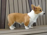Jackie, a female Pembroke Welsh Corgi for sale in Nappanee, IN – 2 of 9