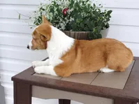 Kilo (AKC), a male Pembroke Welsh Corgi for sale in Nappanee, IN – 3 of 8