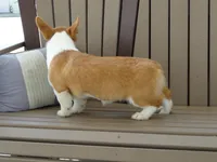 Jackie, a female Pembroke Welsh Corgi for sale in Nappanee, IN – 7 of 9