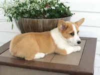 Kikki (AKC), a female Pembroke Welsh Corgi for sale in Nappanee, IN – 5 of 8