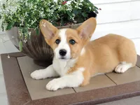 Kikki (AKC), a female Pembroke Welsh Corgi for sale in Nappanee, IN – 1 of 8