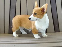 Jackie, a female Pembroke Welsh Corgi for sale in Nappanee, IN – 4 of 9