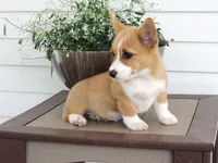 Koda (AKC), a male Pembroke Welsh Corgi for sale in Nappanee, IN – 3 of 8