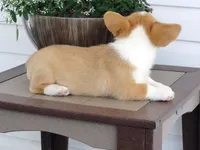 Kobe (AKC), a male Pembroke Welsh Corgi for sale in Nappanee, IN – 5 of 8