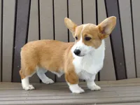 Jackie, a female Pembroke Welsh Corgi for sale in Nappanee, IN – 3 of 9