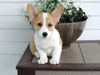 King (AKC), a male Pembroke Welsh Corgi for sale in Nappanee, IN – 4 of 8
