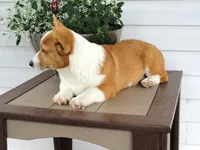 Kilo (AKC), a male Pembroke Welsh Corgi for sale in Nappanee, IN – 6 of 8