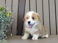 Jasper, a male Pembroke Welsh Corgi for sale in Nappanee, IN – 7 of 7