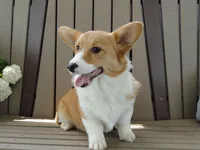 Izzy (AKC), a female Pembroke Welsh Corgi for sale in Nappanee, IN – 4 of 8