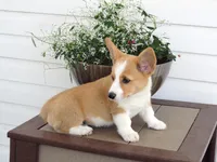 Kilo (AKC), a male Pembroke Welsh Corgi for sale in Nappanee, IN – 5 of 8