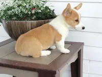 King (AKC), a male Pembroke Welsh Corgi for sale in Nappanee, IN – 7 of 8