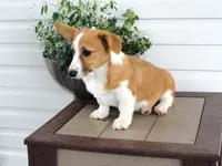 Kikki (AKC), a female Pembroke Welsh Corgi for sale in Nappanee, IN – 4 of 8