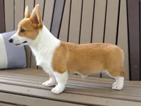 Jackie, a female Pembroke Welsh Corgi for sale in Nappanee, IN – 5 of 9