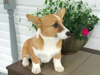 Koda (AKC), a male Pembroke Welsh Corgi for sale in Nappanee, IN – 5 of 7