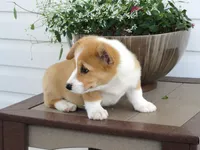 Kobe (AKC), a male Pembroke Welsh Corgi for sale in Nappanee, IN – 2 of 8