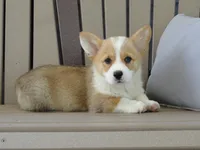 Jasmin, a female Pembroke Welsh Corgi for sale in Nappanee, IN – 2 of 6