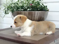 Kona (AKC), a female Pembroke Welsh Corgi for sale in Nappanee, IN – 6 of 7