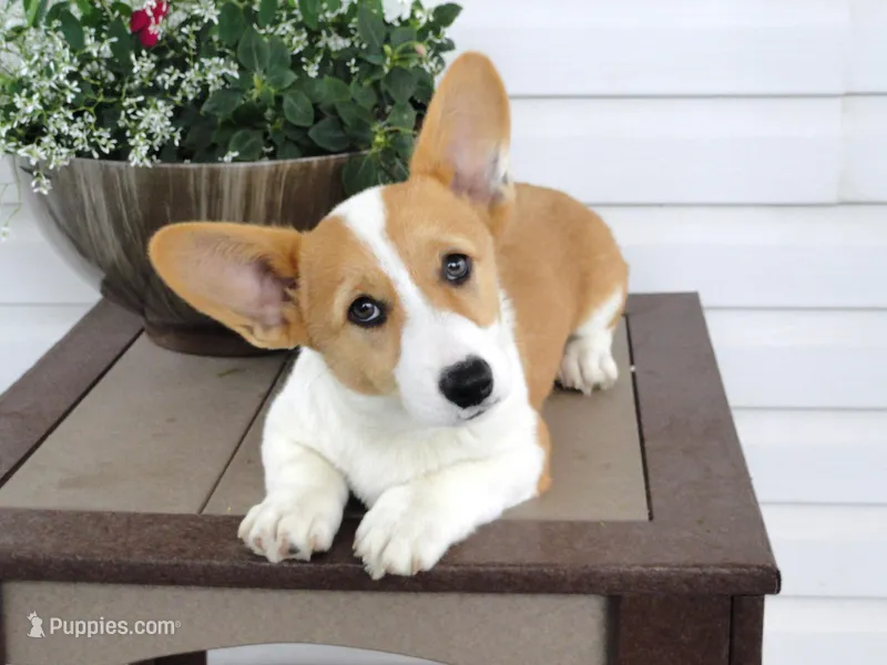 King (AKC) – Pembroke Welsh Corgi puppy for sale in Nappanee, IN