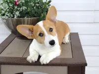 King (AKC), a male Pembroke Welsh Corgi for sale in Nappanee, IN – 1 of 8