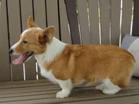 Iris (AKC), a female Pembroke Welsh Corgi for sale in Nappanee, IN – 4 of 8