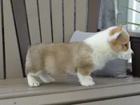 Jasmin, a female Pembroke Welsh Corgi for sale in Nappanee, IN – 4 of 6