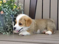 Jasper, a male Pembroke Welsh Corgi for sale in Nappanee, IN – 5 of 7