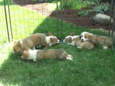 Jasmin, a female Pembroke Welsh Corgi for sale in Nappanee, IN – 8 of 8